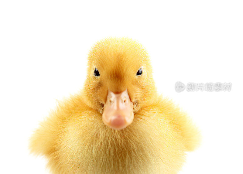 Cute yellow duck